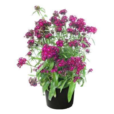 Dianthus